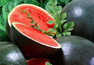 Арбуз Шуга Бейби 1г ц/п (НК) 