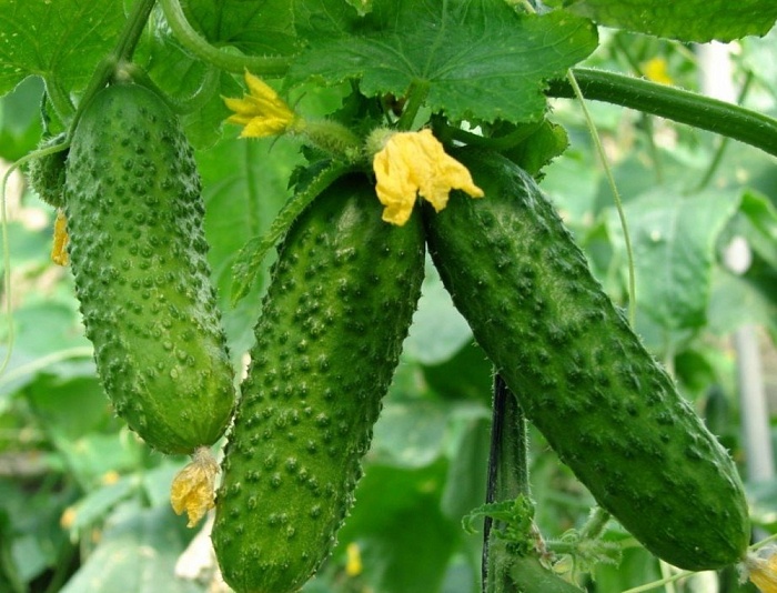 картинка Огурец Пальчик 1кг (ПрСидс) магазин Одежда+ являющийся официальным дистрибьютором в России 