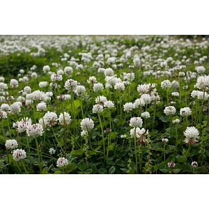 Клевер Белый фасовка 200г (Ал.Сад) 3/140